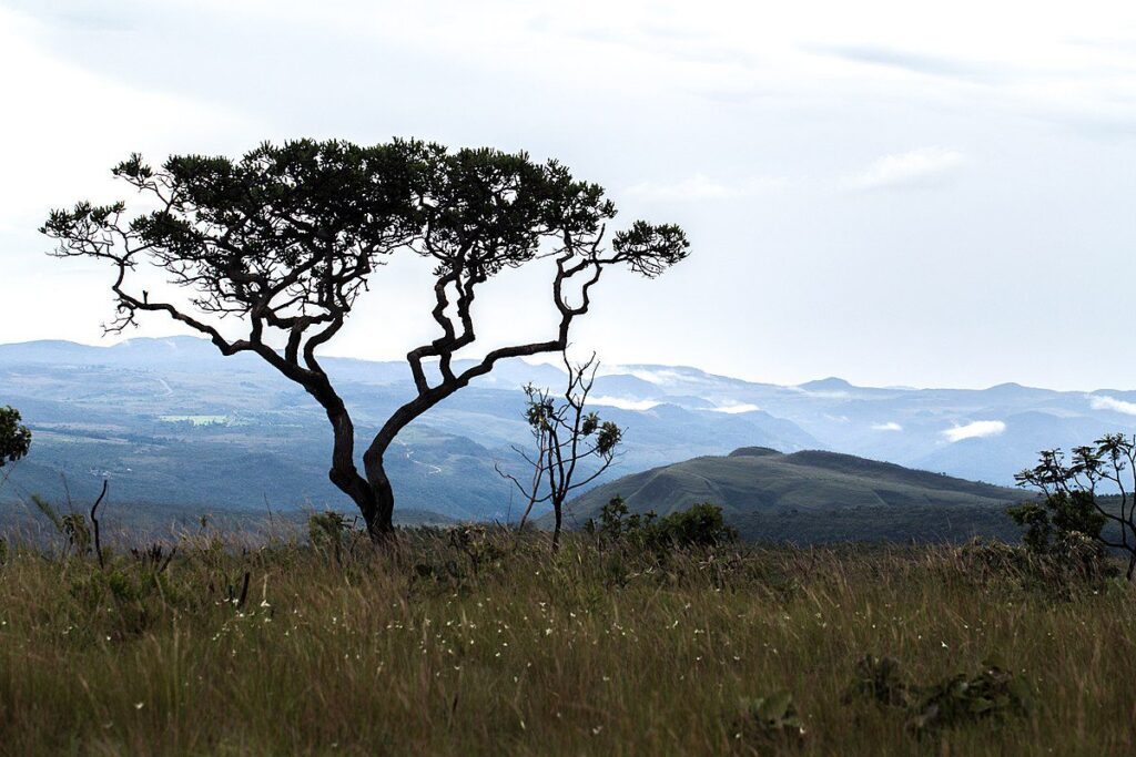 A breathtaking view of the Brazilian Cerrado, featuring golden grasslands, twisted trees, and a dramatic sunset over the vast savannah, home to unique wildlife and rich biodiversity.