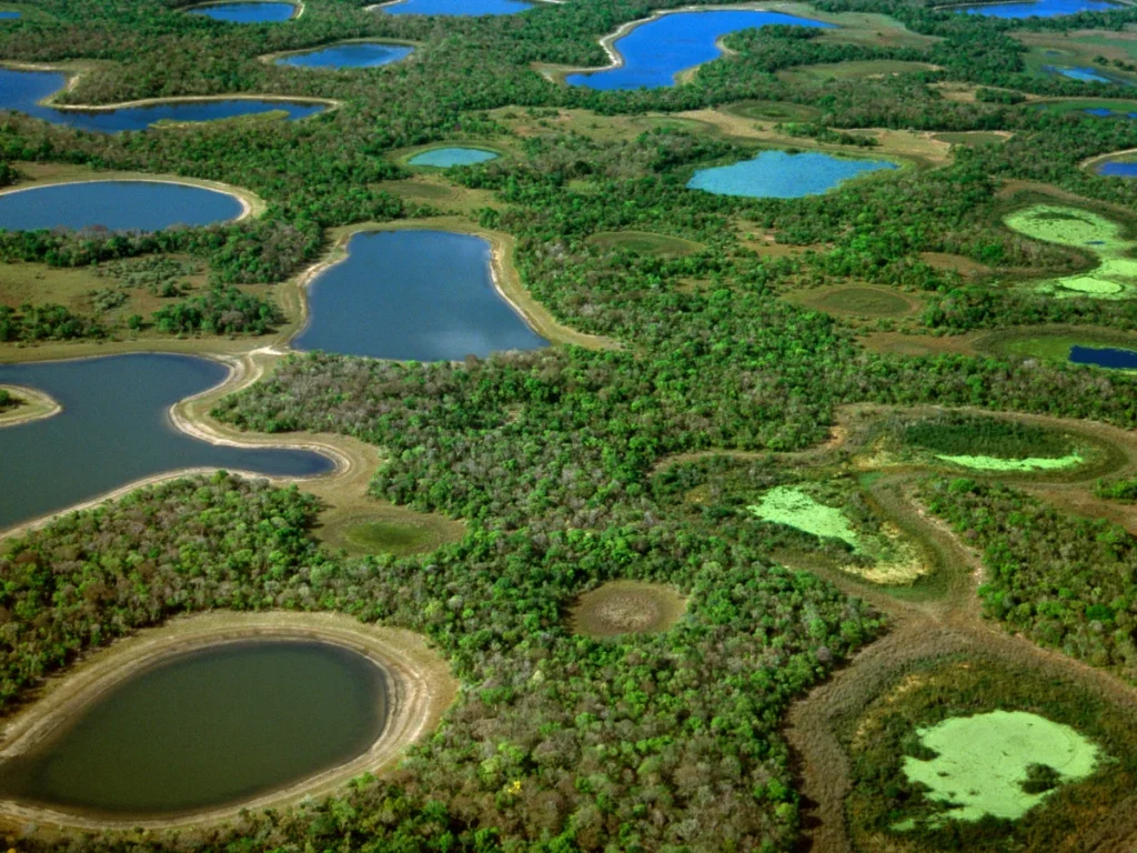 A breathtaking view of the Pantanal in Brazil, featuring lush wetlands, winding rivers, and diverse wildlife, including birds, caimans, and capybaras in their natural habitat.