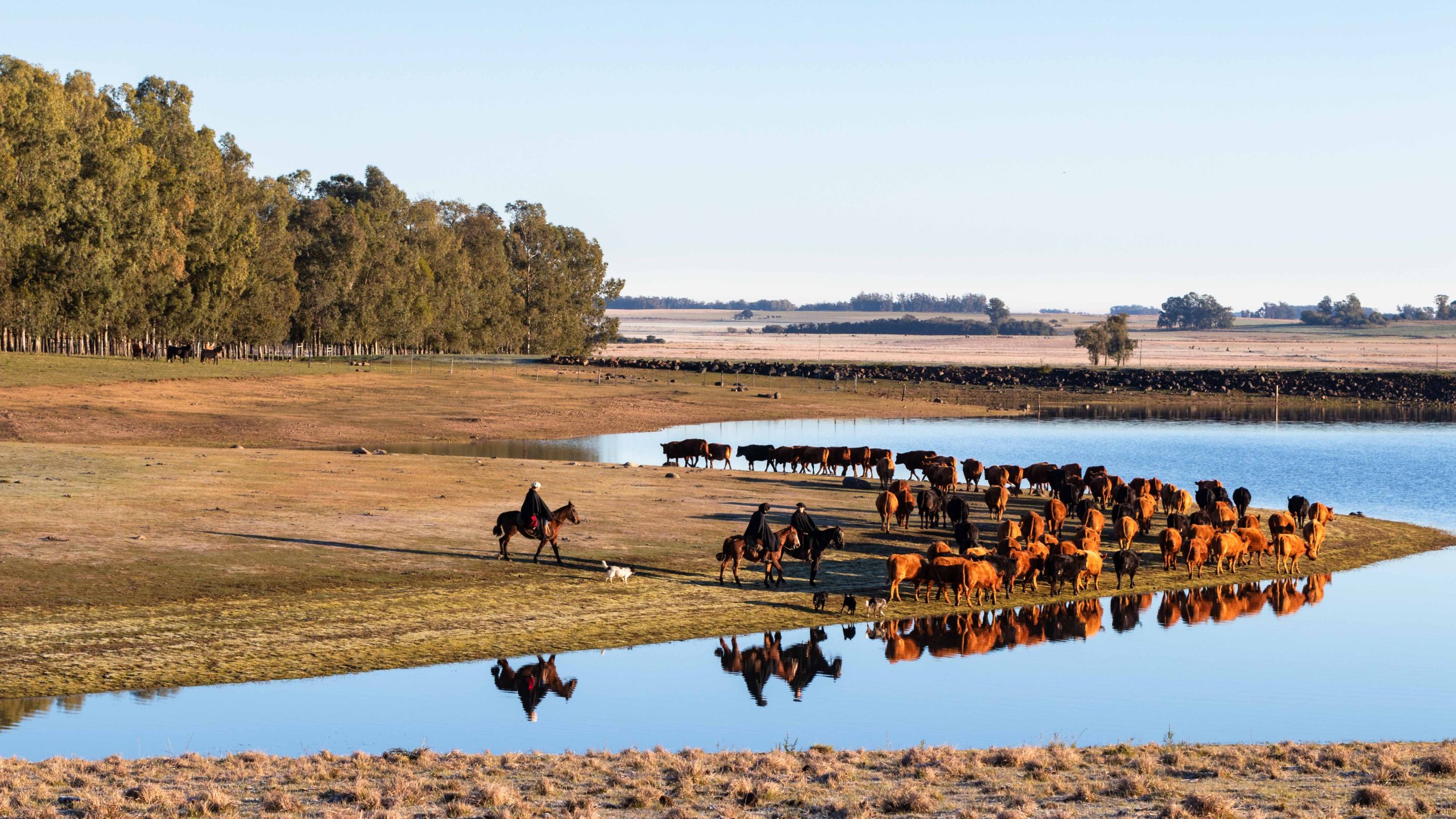 A stunning view of the Pampa biome in Brazil, showcasing vast grasslands, rolling hills, and grazing animals under a bright blue sky, highlighting the region’s rich biodiversity and rural landscapes.