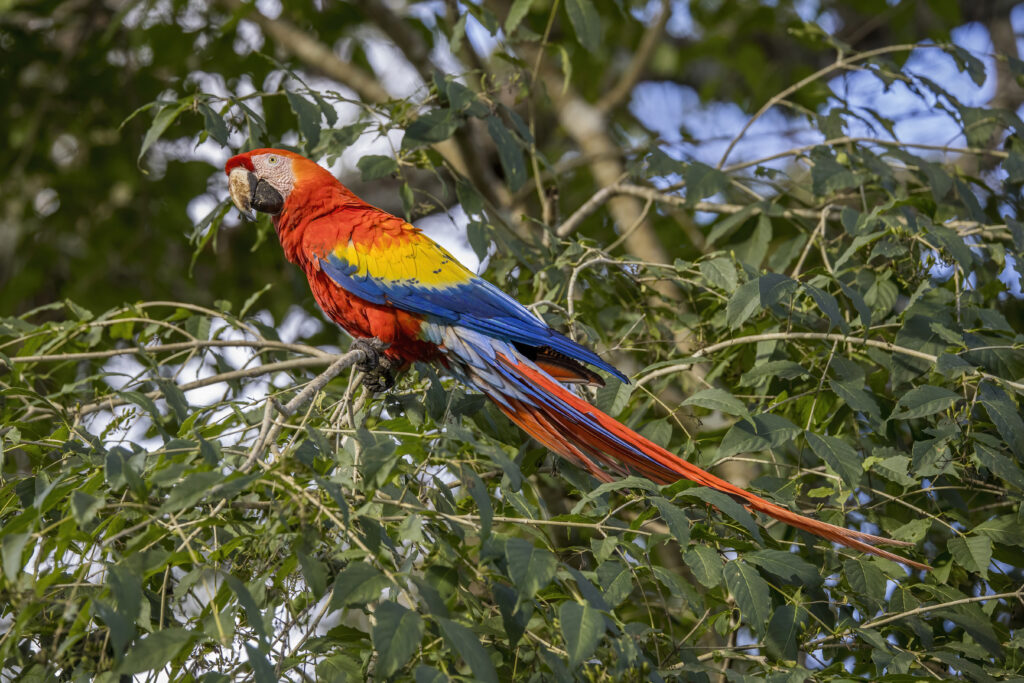 A colorful macaw perched on a tree branch, displaying its striking feathers in shades of blue, red, and yellow, representing the rich biodiversity of Brazil.