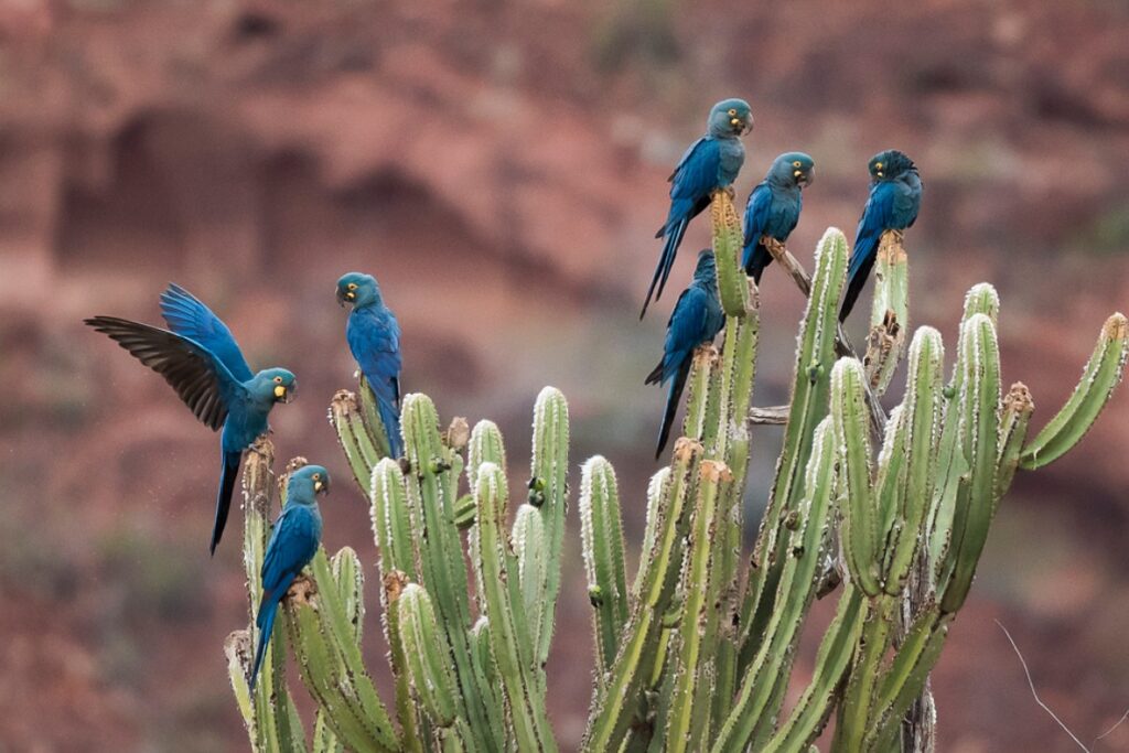 A captivating photo of the Caatinga biome in Brazil, featuring vibrant blue macaws perched on a tall cactus, surrounded by the arid landscape and unique vegetation of this semi-arid region.