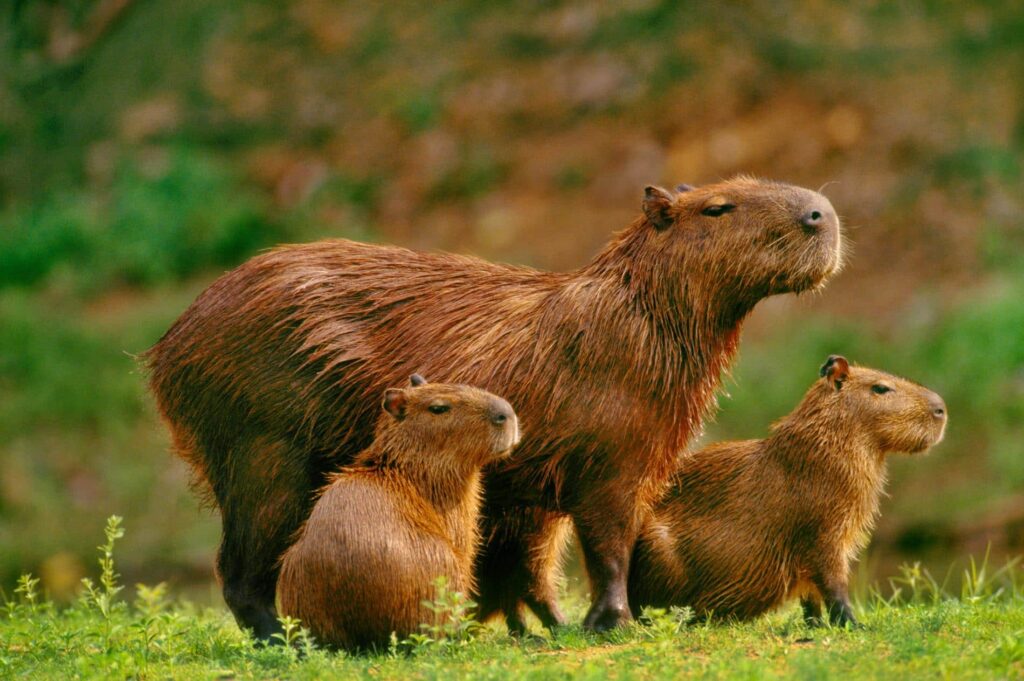 The Capybara: The World's Largest Rodent in Its Natural Habitat. Credit: Ecoa.