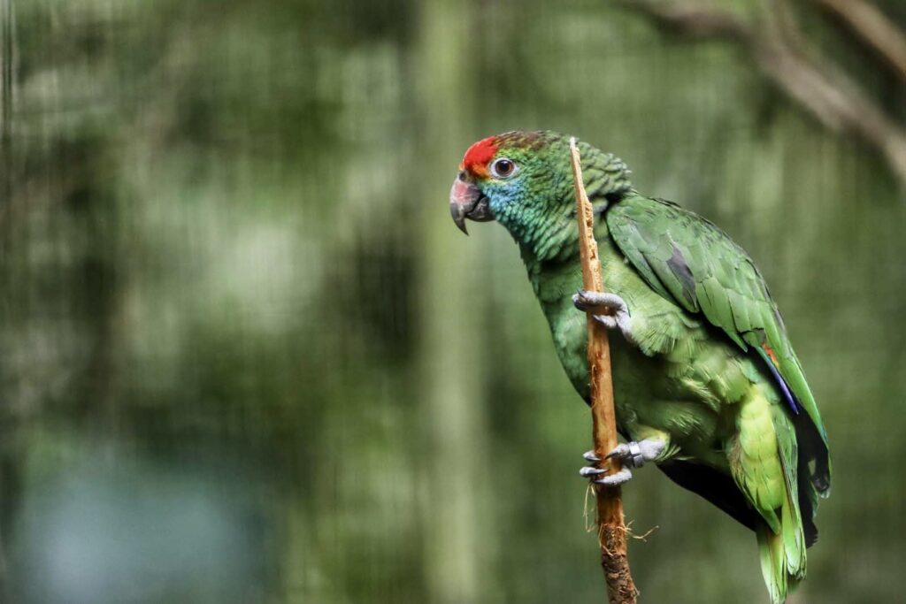 A stunning True Parrot (Amazona aestiva) perched on a branch, showcasing the rich birdlife of Ilha do Mel—an ideal destination for birdwatching enthusiasts.