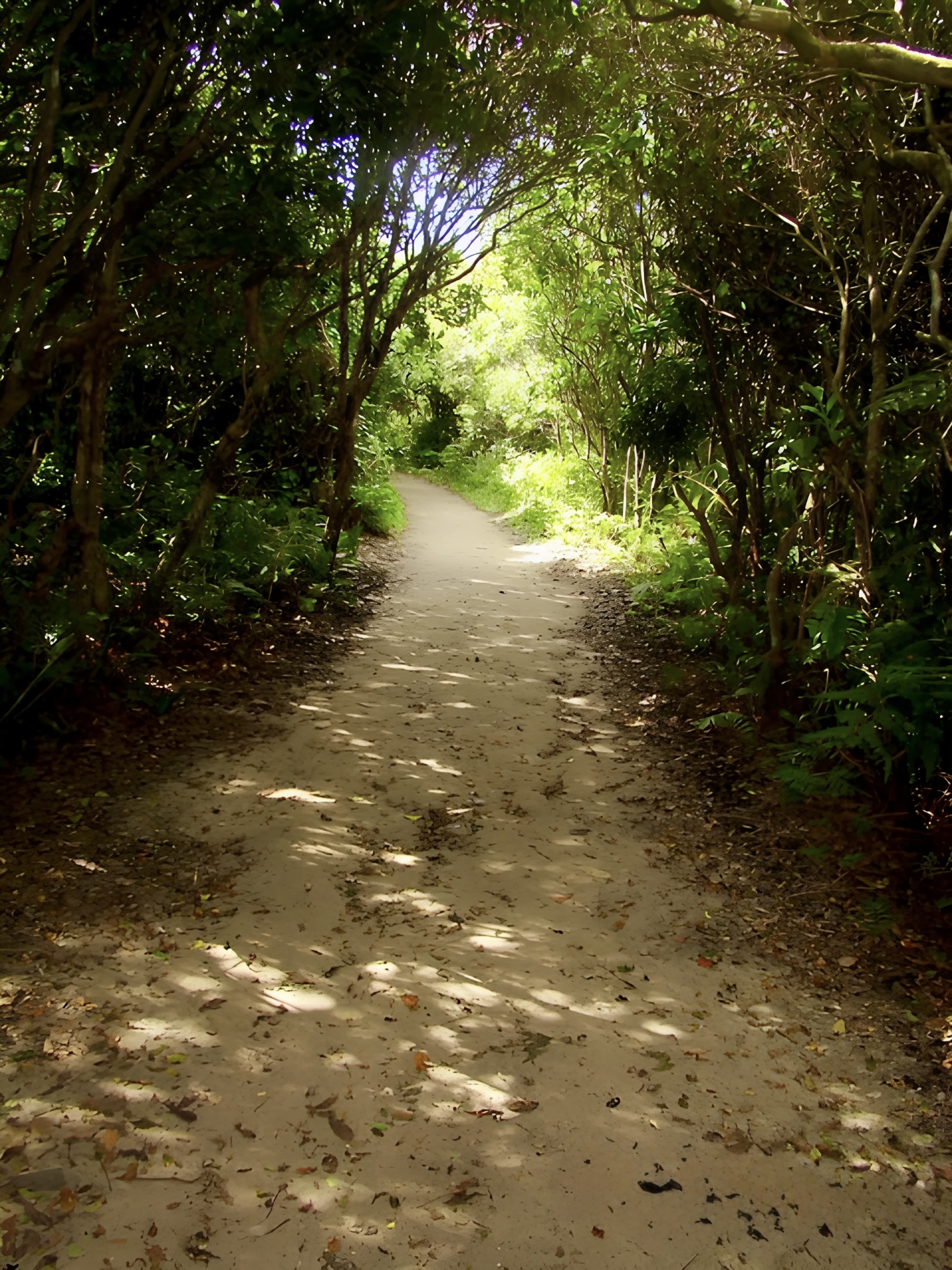 A peaceful hiking trail on Ilha do Mel, winding through lush greenery and leading to breathtaking viewpoints and hidden beaches.
