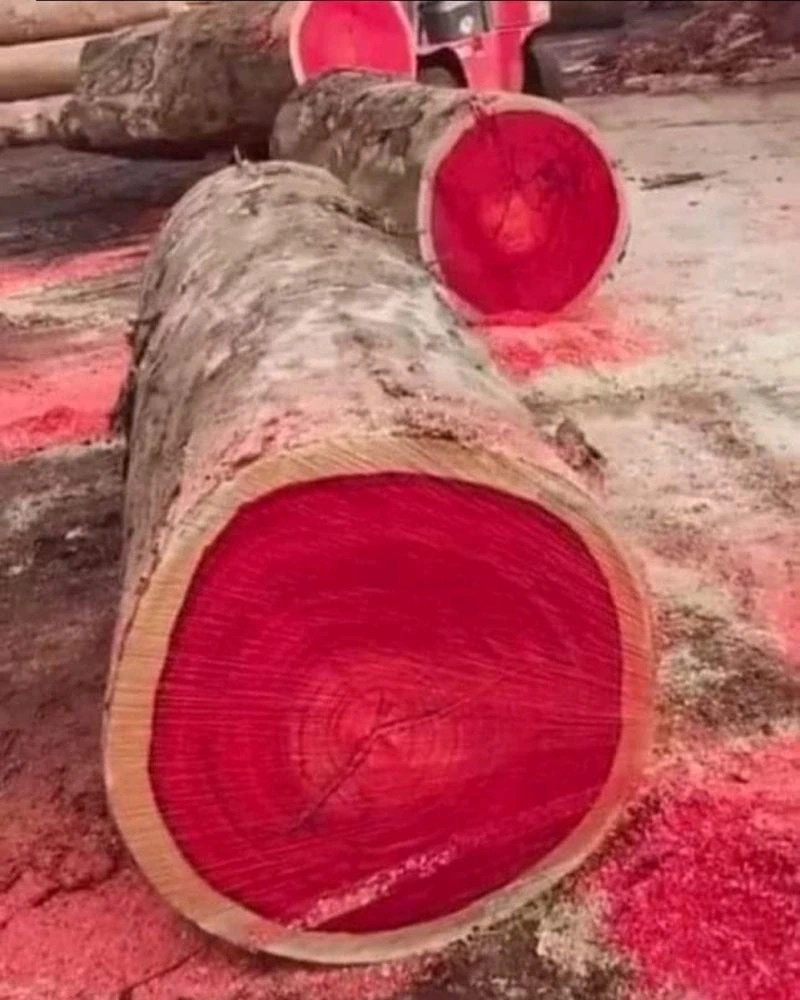 A cross-section of a Brazilwood tree (Pau-Brasil), highlighting its vibrant red core, which was historically used for dye extraction and inspired the country's name.