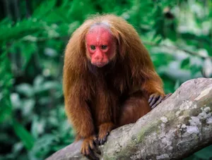 A variety of monkey species found in the Amazon Rainforest of Brazil.