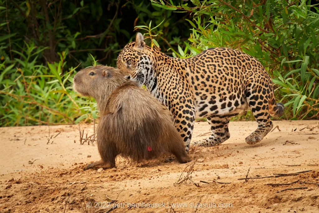 Wild jaguars in the Pantanal wetlands of Brazil.