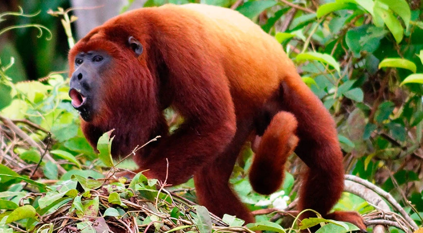 A variety of monkey species found in the Amazon Rainforest of Brazil.
