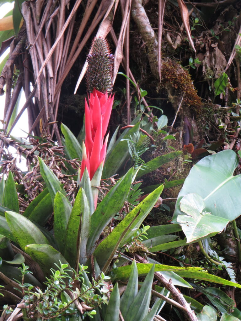 A vibrant bromeliad in full bloom, nestled among the lush greenery of Ilha do Mel, showcasing the island’s rich and diverse vegetation.