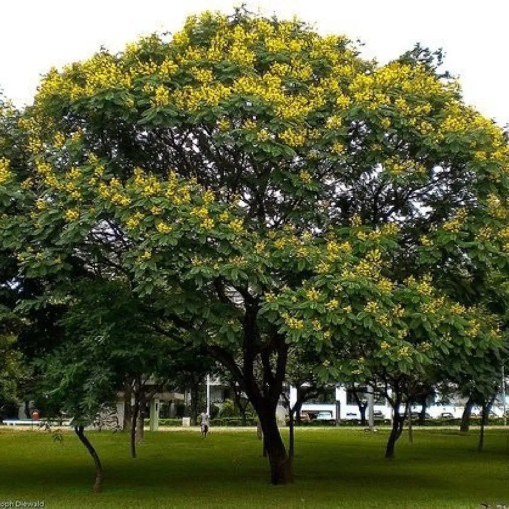 A Brazilwood tree, the origin of the country’s name.