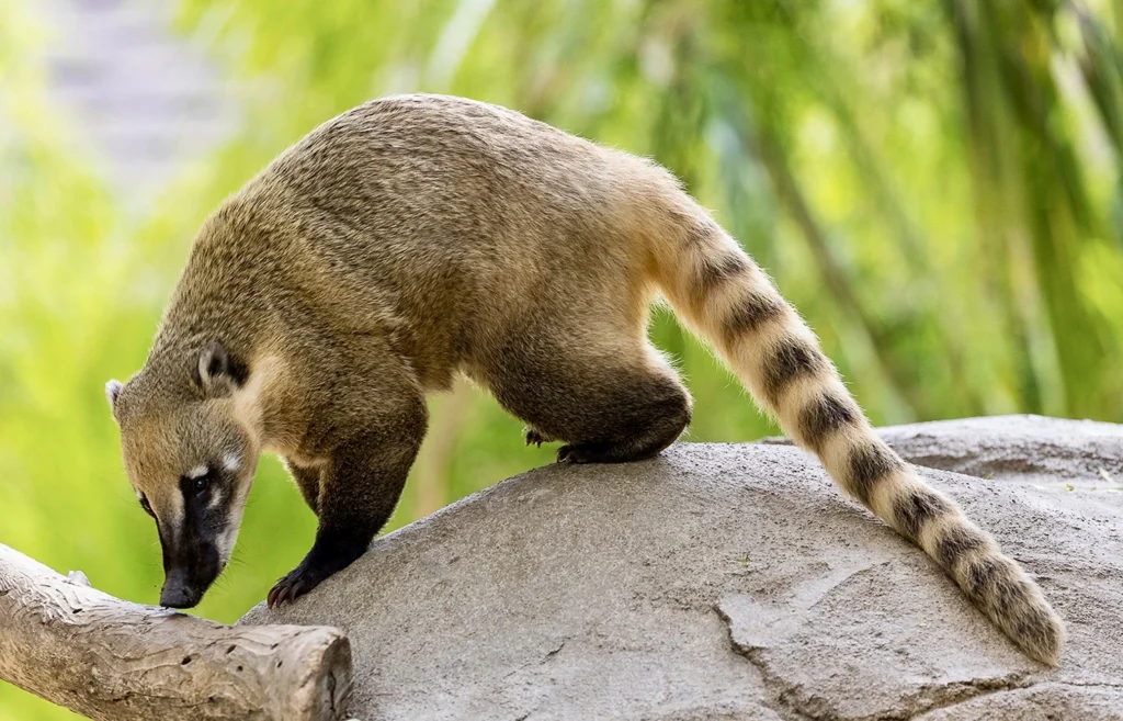 A coati curiously exploring the Iguazu National Park, one of the many fascinating creatures that call this lush rainforest home.