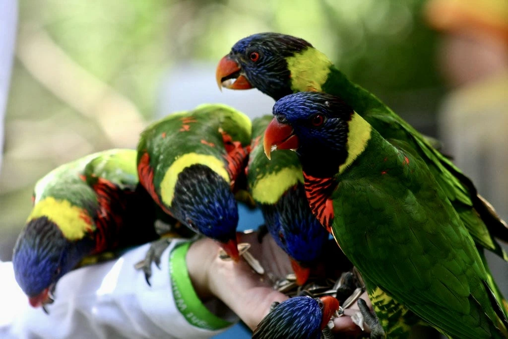 A vibrant image of colorful tropical birds at the Bird Park near Iguazu Falls, showcasing the stunning wildlife and diverse species found in the park's lush environment.