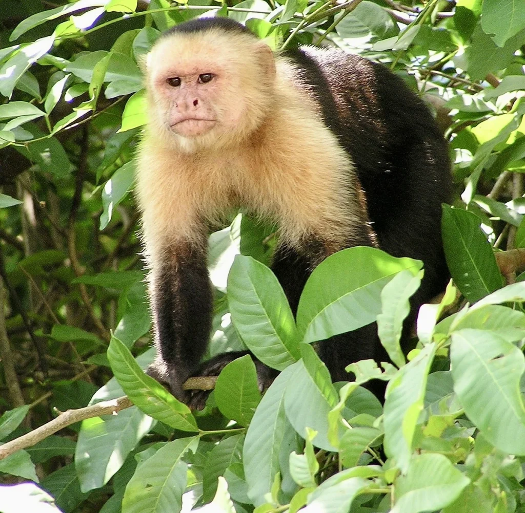 A capuchin monkey swinging through the trees in Iguazu National Park, adding to the vibrant wildlife of the region.