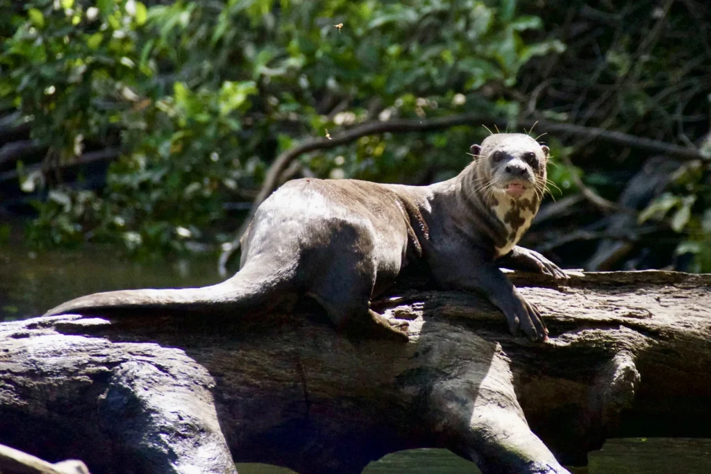 A giant otter swimming in the rivers of Iguazu National Park, a rare and fascinating sight in this lush ecosystem.